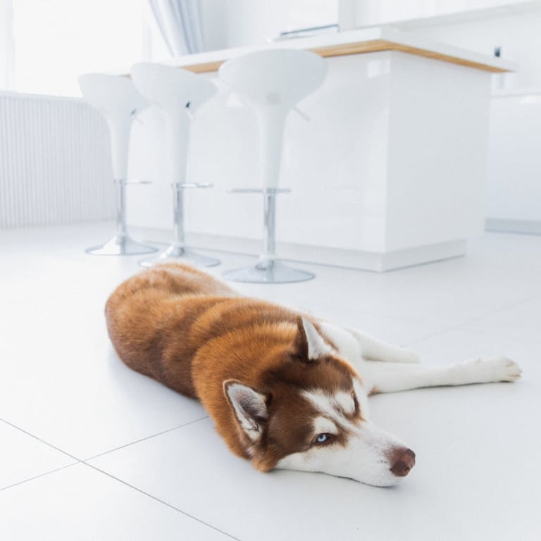a dog laying on the floor in a white room