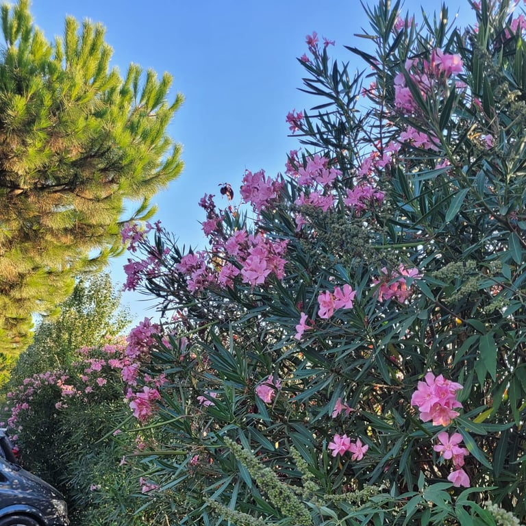 tall Oleander hedges with flowers