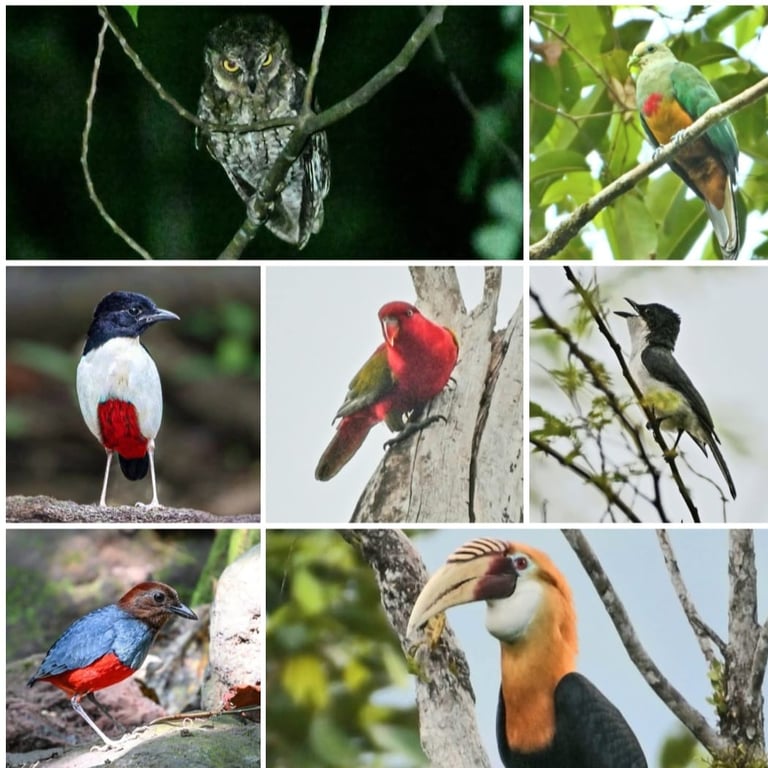Halmahera Birding Tour