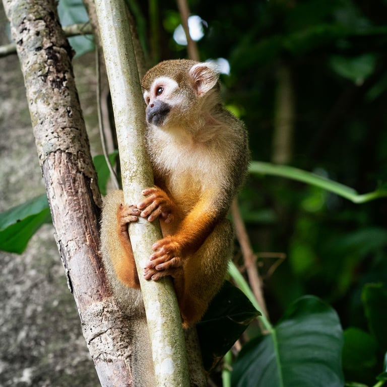 singe saïmiri