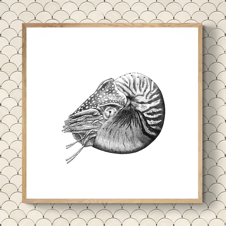 Wildlife Art - Chambered Nautilus