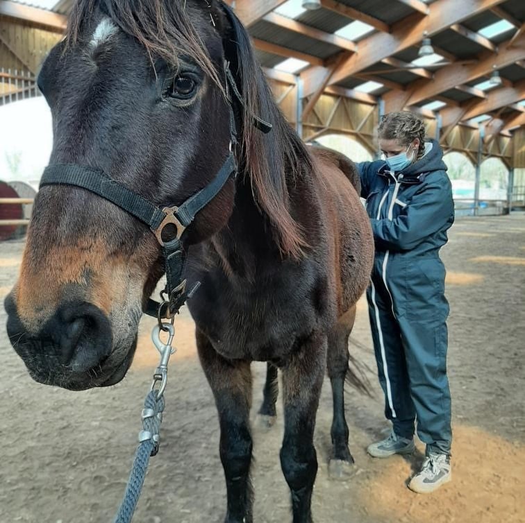 Ostéopathie animale, séance pour un cheval
