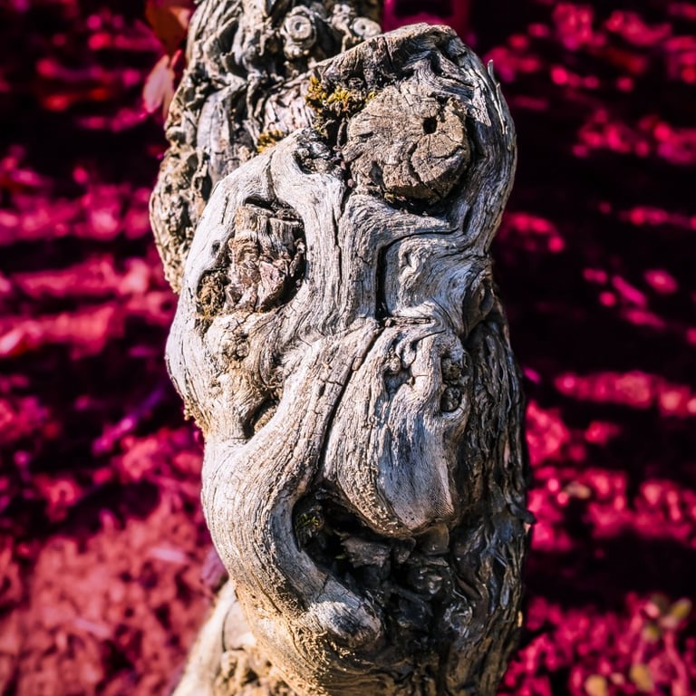 Cep de vigne évoquant un masque africain sur fond coloré, photo d'art