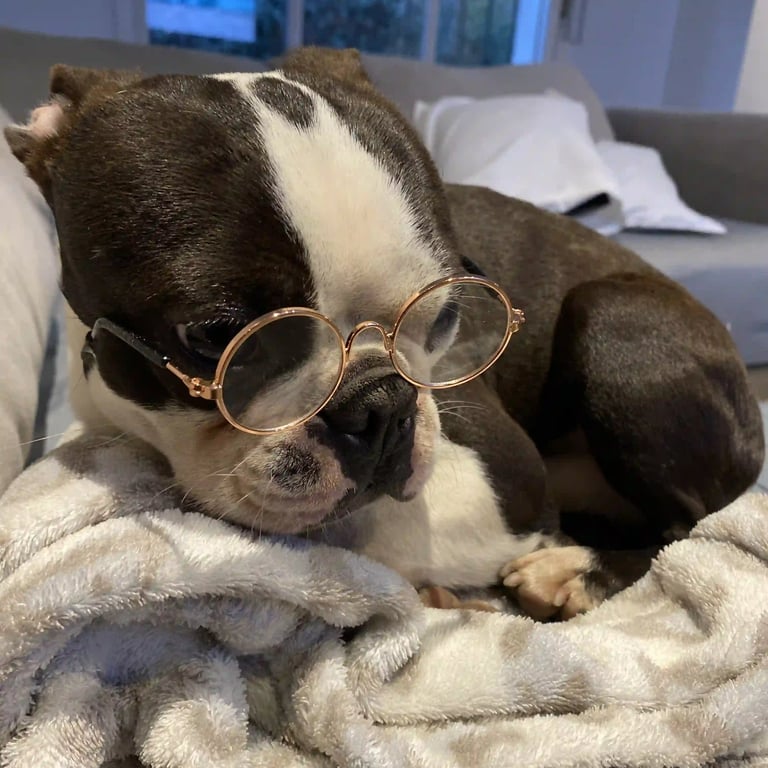 Boston Terrier Blanco y Negro Sobre una manta en el sillon, con unos lentes - De los Kiris