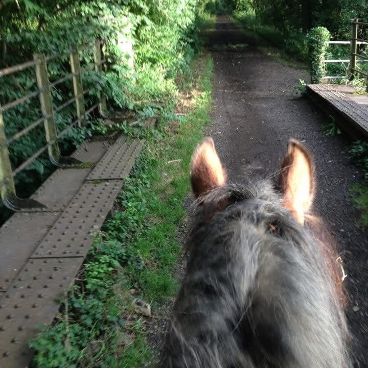 Horsey