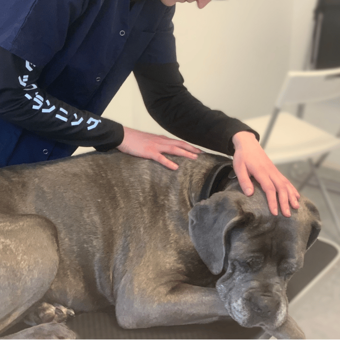 Ostéopathie animale, séance pour un chien