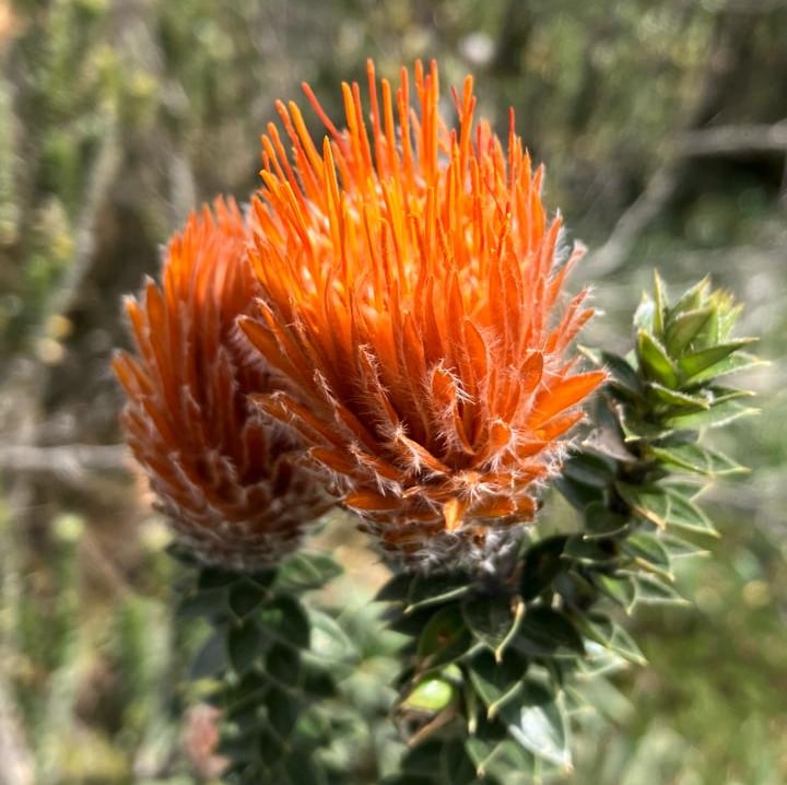 Chuquiragua flower