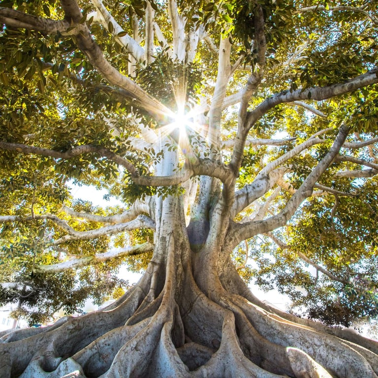 Potential Autonomy Motivation Purpose Confidence Engagement Well-being Balance