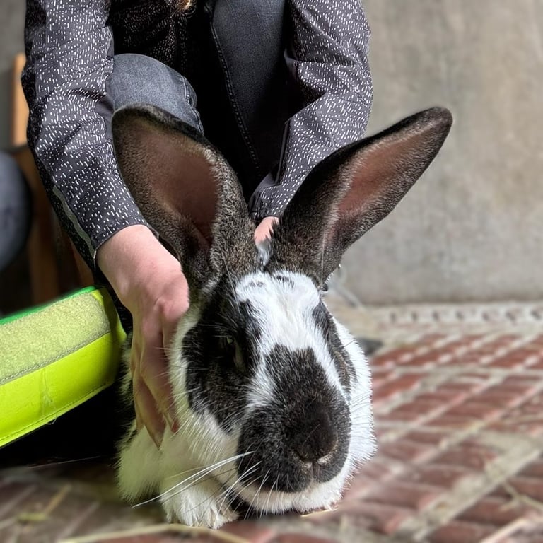 Ostéopathie animale, séance pour un lapin