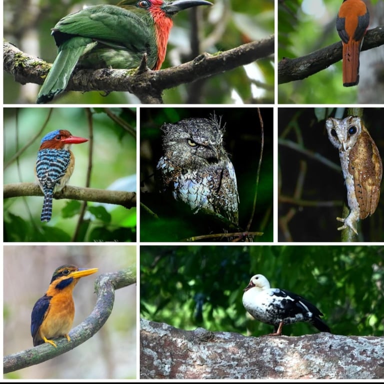 Way Kambas Birding tour and Way kanan National Park Birding Tour