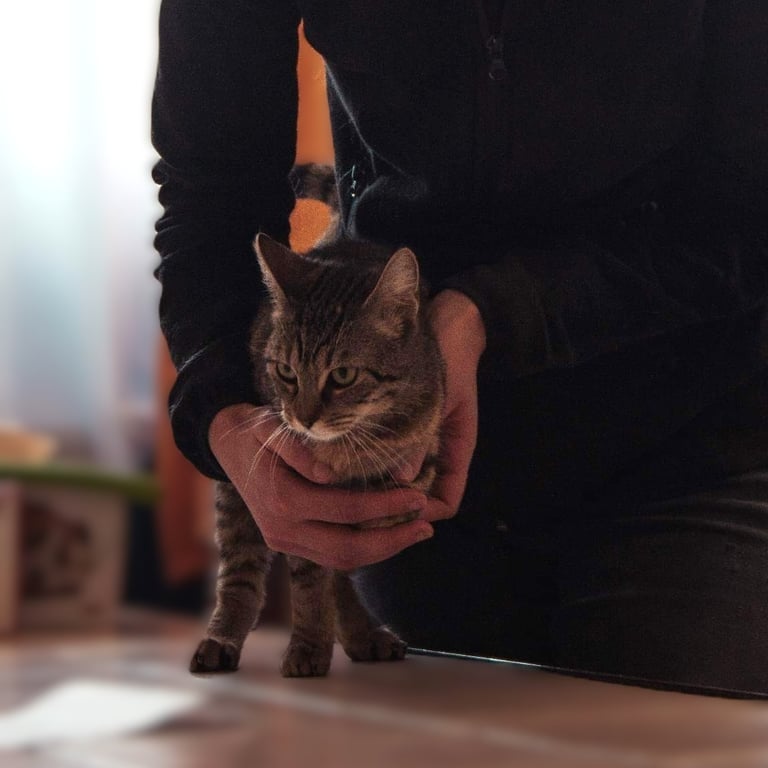 Ostéopathie animale, séance pour un chat