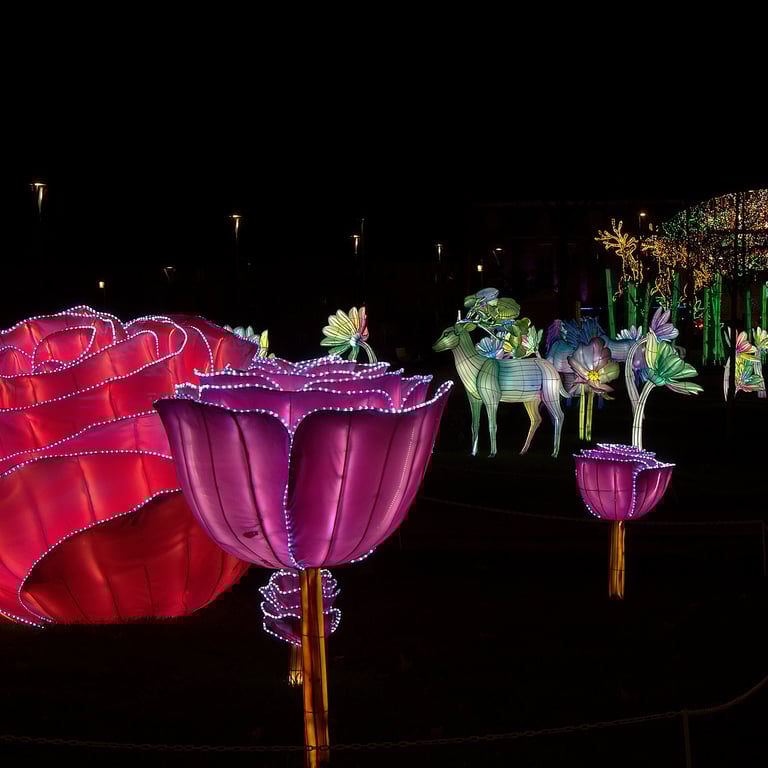bernard-genest-la-rose-l-espa-c-rance, illuminations Laval