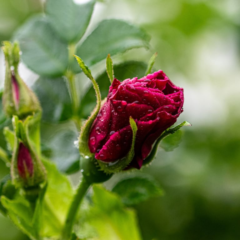 Bouton de rose sous la pluie - Jean Charles Plaçais