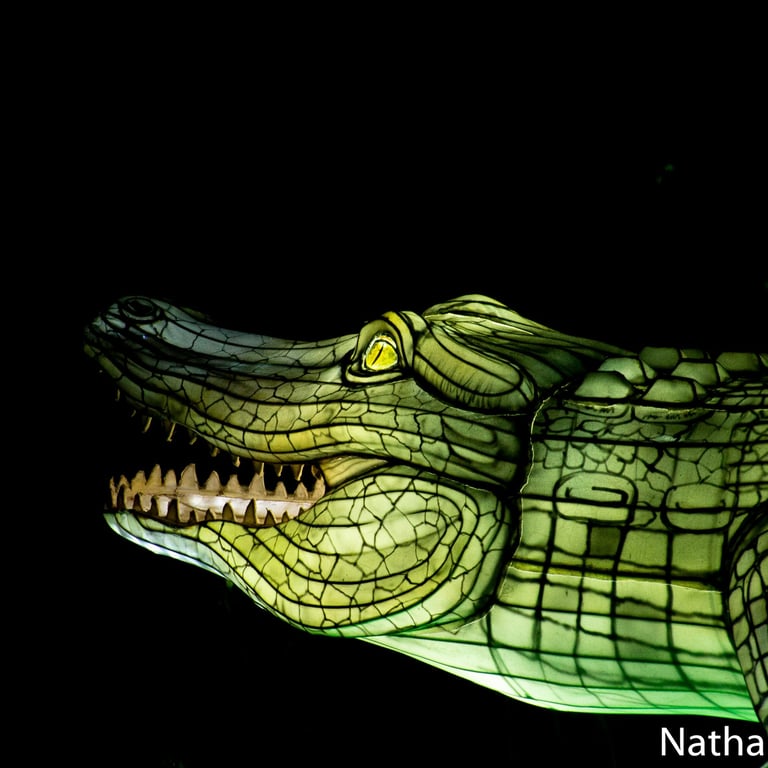 a-le-crococo...-le-crococodile, Nathalie Treton, Illuminations Laval, Kiosque à Image Chateau-Gontier, Photographie