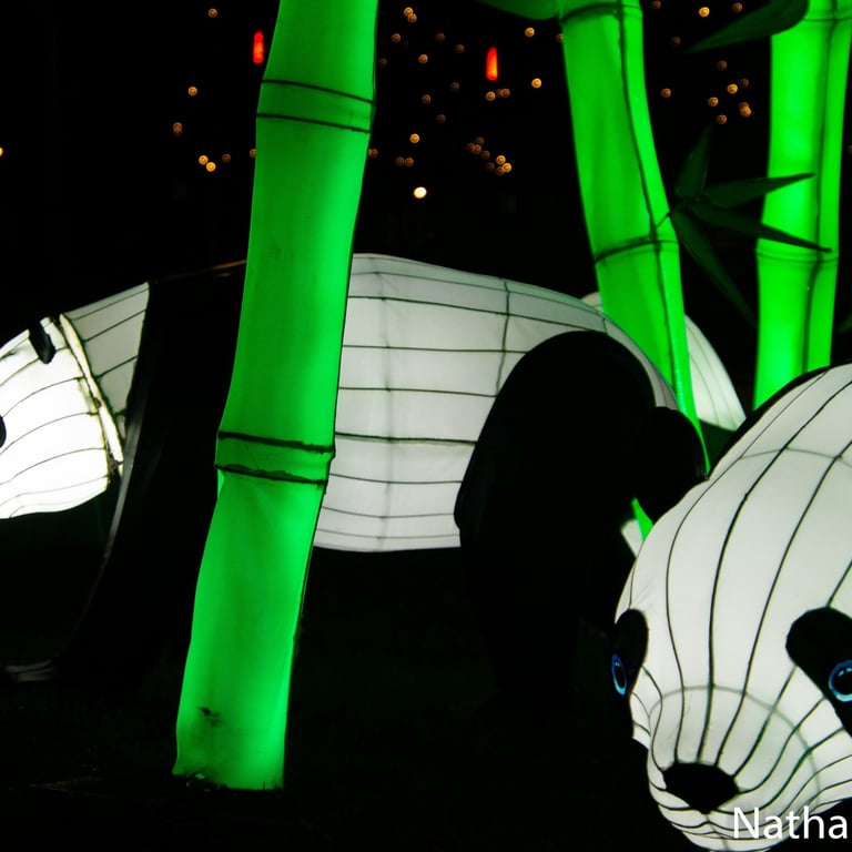 cache-cache-panda, Nathalie Treton, Illuminations Laval, Kiosque à Image Chateau-Gontier, Photographie