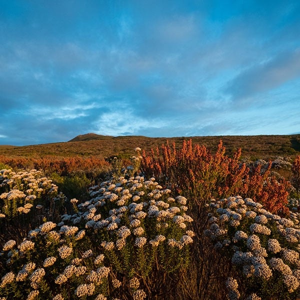 fynbos in flower with mountain in background with blue sky and clouds