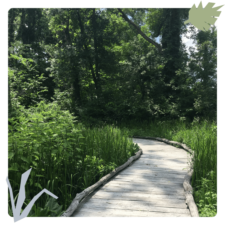 Wooden bridge through tall grasses and trees.