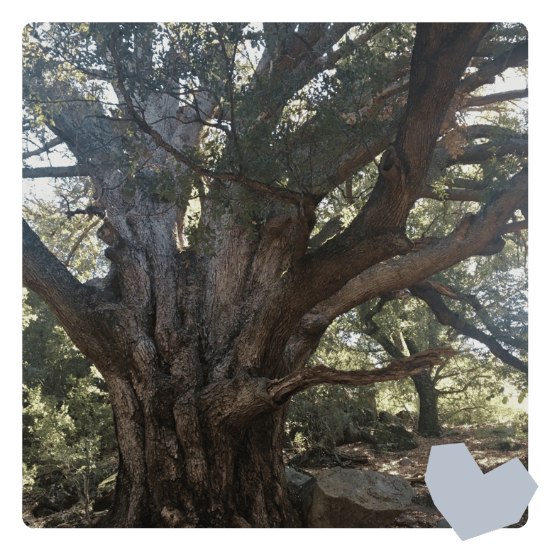 Large old tree with many branches and a woodcut of a heart overlaying it.