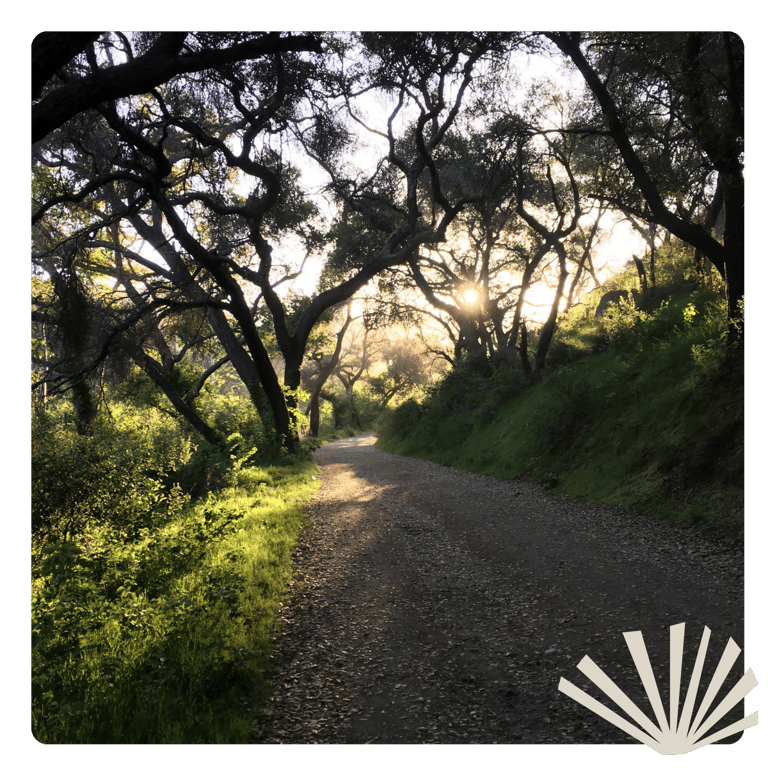 Dirt path through a dark forest with a woodcut of grass overlaying it.