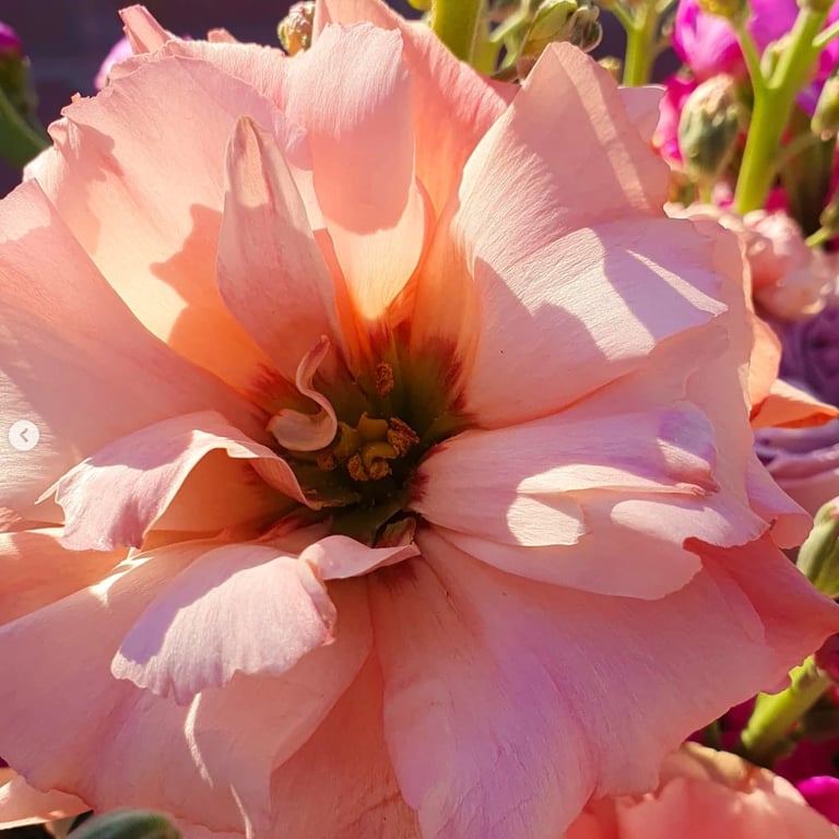 Primer plano de flor rosada iluminada por luz natural.