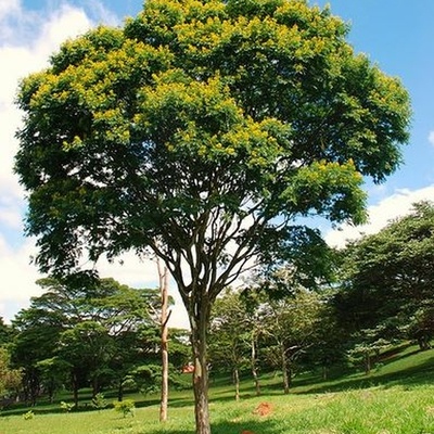 Pao Ferro