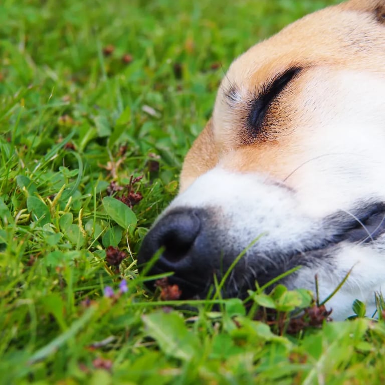 Carte Nettoyage unique – intervention ponctuelle pour remettre un jardin propre