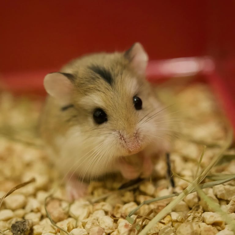 formule simple pour le nettoyage et entretien régulier de petits habitats pour rongeurs