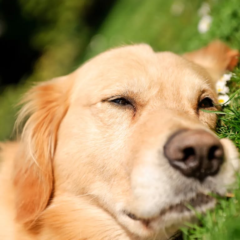 Carte Grand nettoyage – remise en état complète d’un espace extérieur