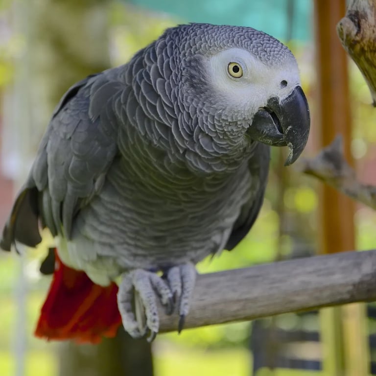 formule volière pour les cages hautes avec plusieurs niveaux pour furets, chinchillas, oiseaux,