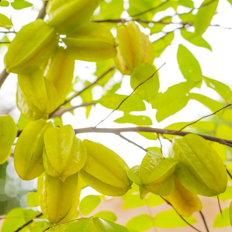 Carambola (starfruit) growing on a tree branch with green leaves