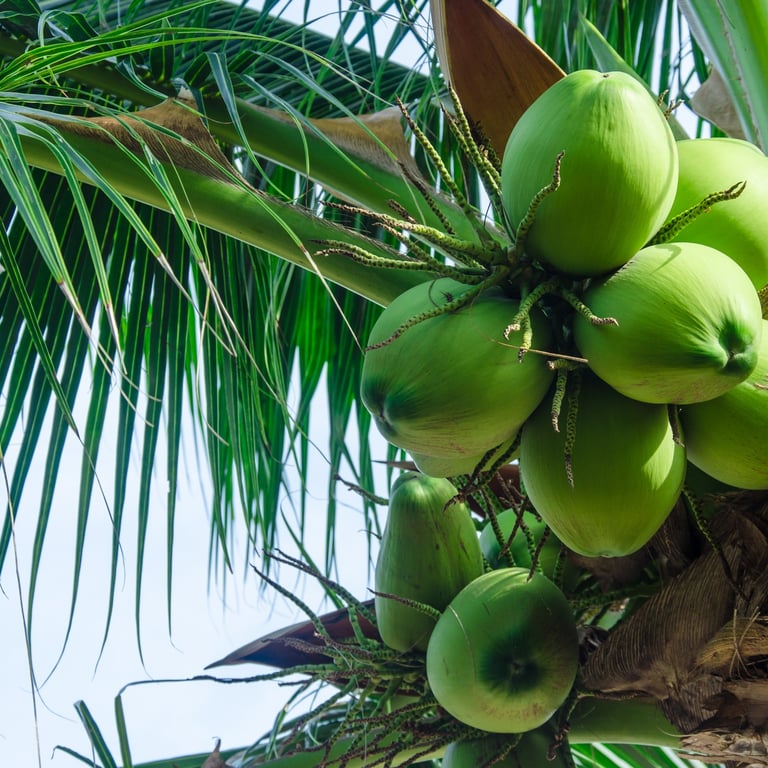 Tropical fruits in the Dominican Republic with fresh green coconuts on a palm tree