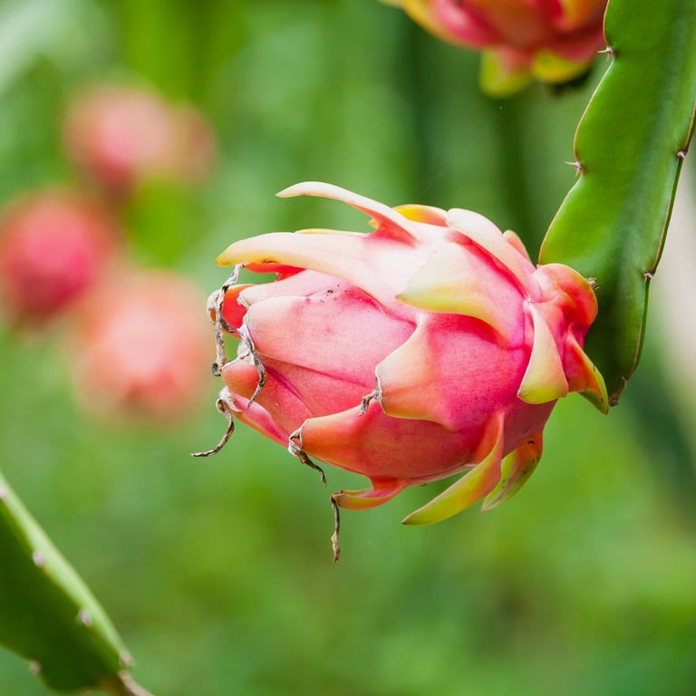 Pitahaya (dragon fruit) growing on a cactus plant branch in the Dominican Republic