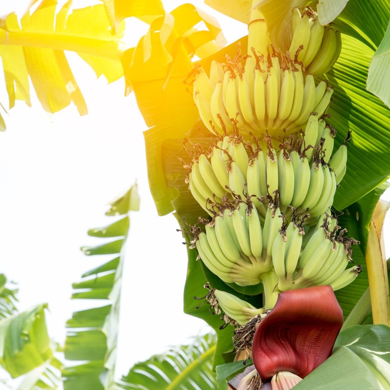 Fresh banana bunch growing on a tree in sunlight