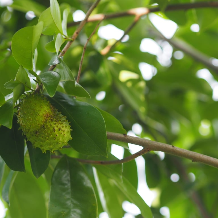 Guanábana fruit growing on a tree branch with green leaves