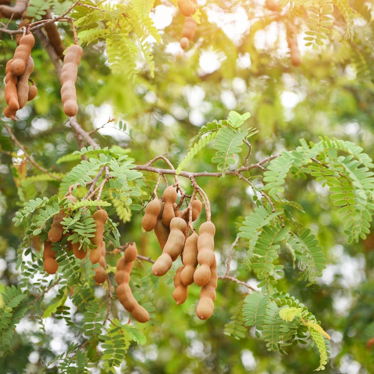 Tamarind pods hanging on a tree branch in the Dominican Republic