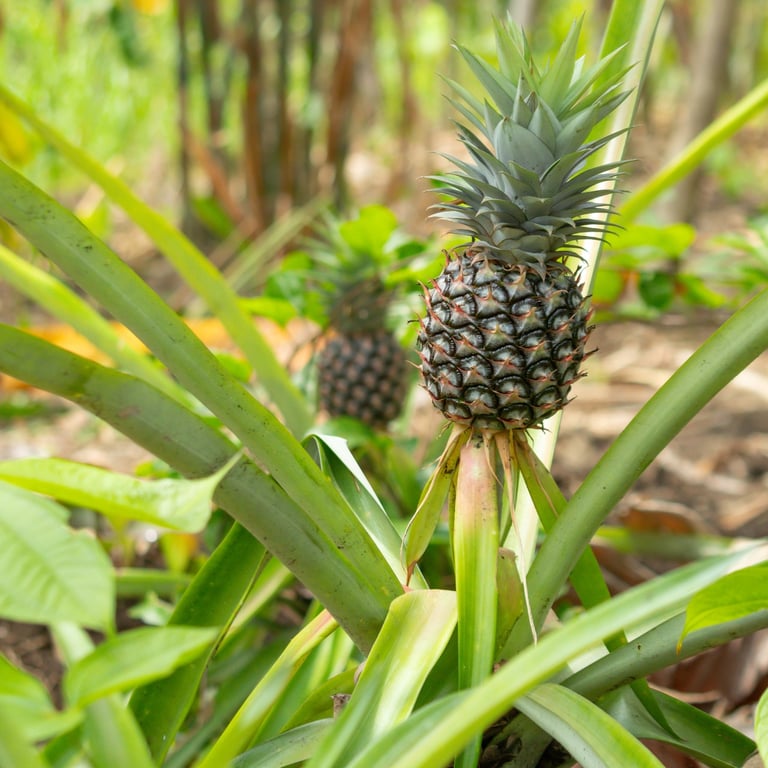 Dominican pineapple plant growing in a tropical field in the Dominican Republic.