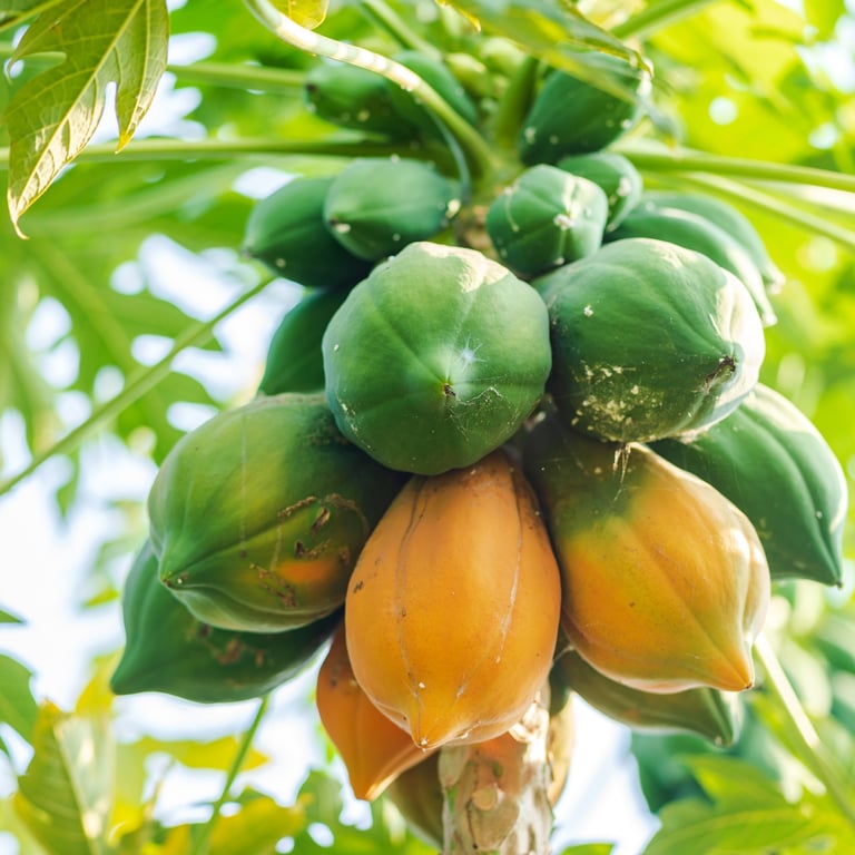 Papayas growing on a tree with green leaves in the Dominican Republic