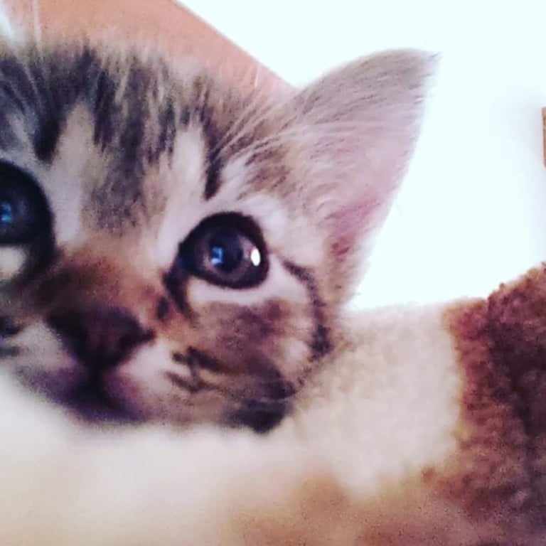 tabby kitten - kathia when was adopted
