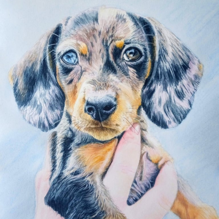 Dachshund pet prtrait
