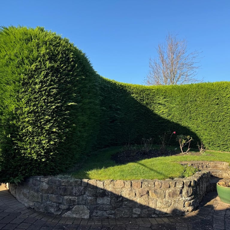 Before hedge cutting – large boundary conifer hedge with uneven top line above stone wall, County Durham