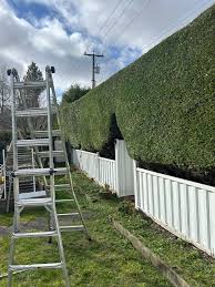 Tall leylandii topped and faced level to restore light and a clean line.