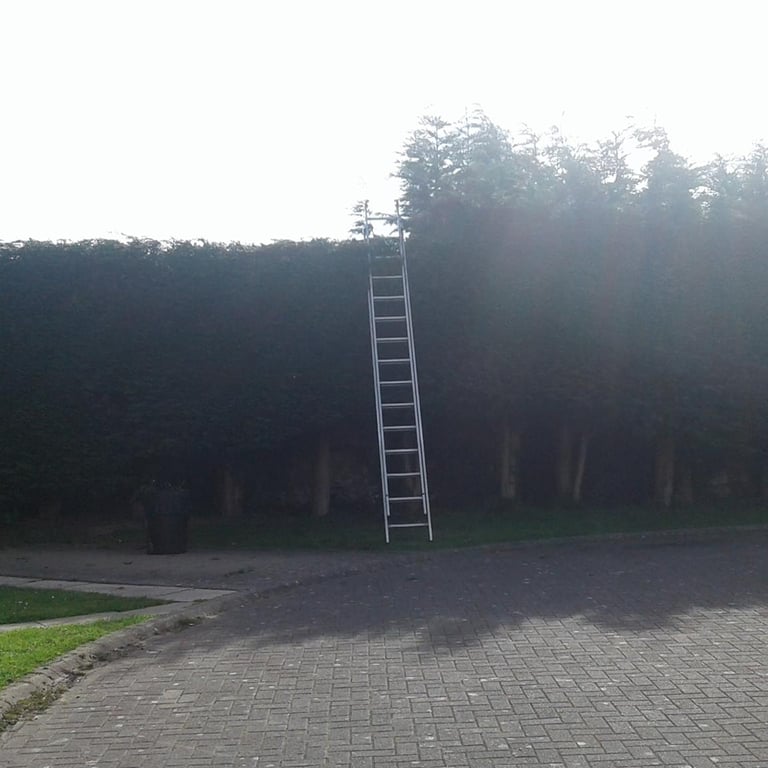 Conifer height reduction in Stockton-on-Tees — after