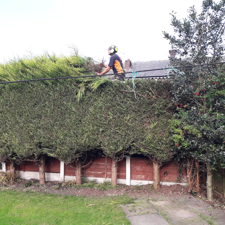 Leylandii trimmed and topped by sharp hedges in sunderland area county durham