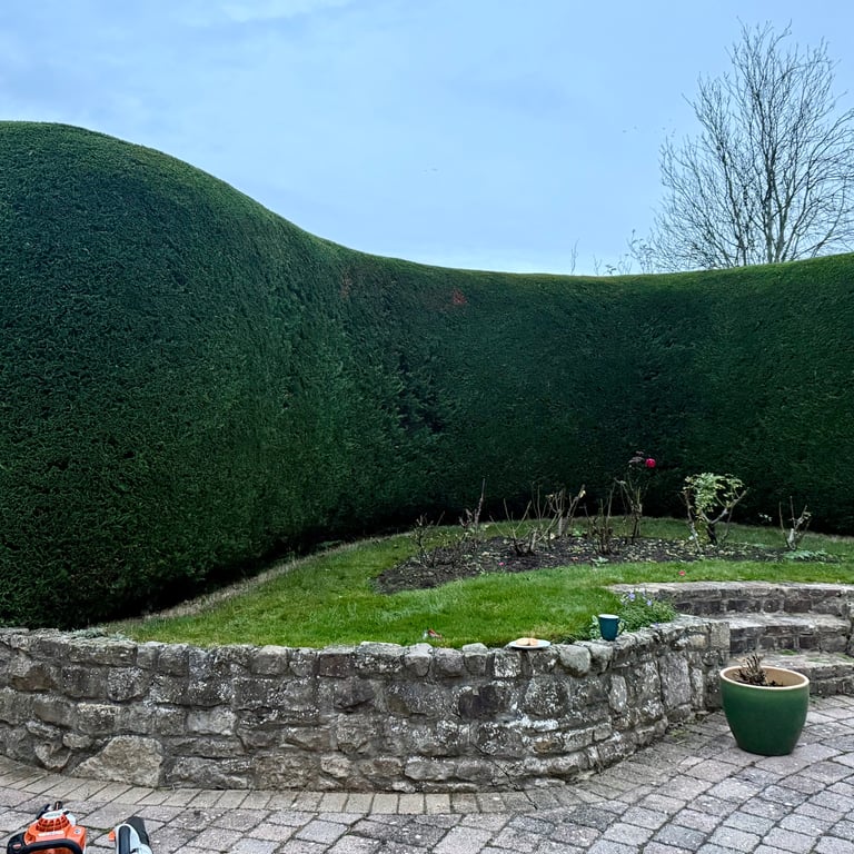 After hedge cutting – boundary conifer hedge cut back and levelled, clean straight finish, Heighington, County Durham