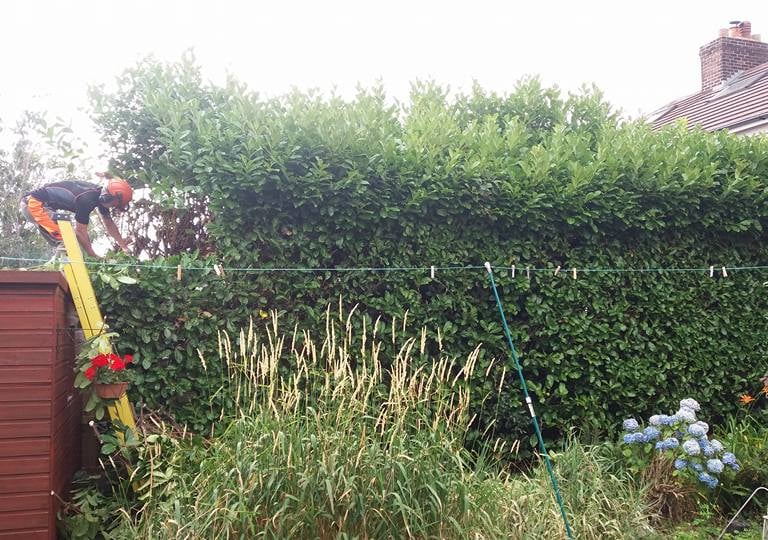 mid process laurel hedge reduction in stockton on tees