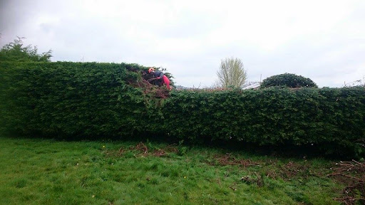 Boundary conifer run reduced in height and faced flat along the seafront.