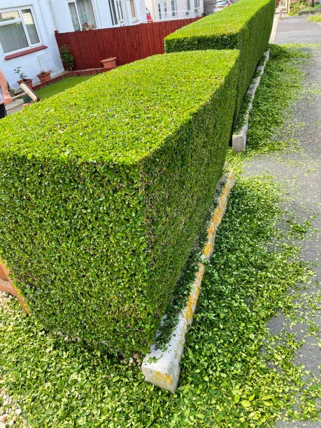 Privet hedge trimmed and shaped in Seaton Carew with full clean-up.