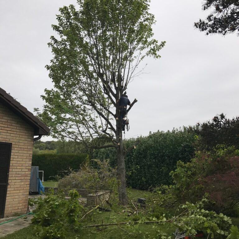 Safe sectional dismantle in a tight garden — all waste removed.