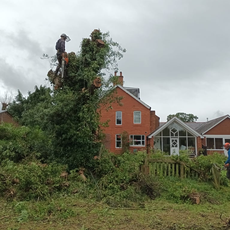 conifer tree removal stockton