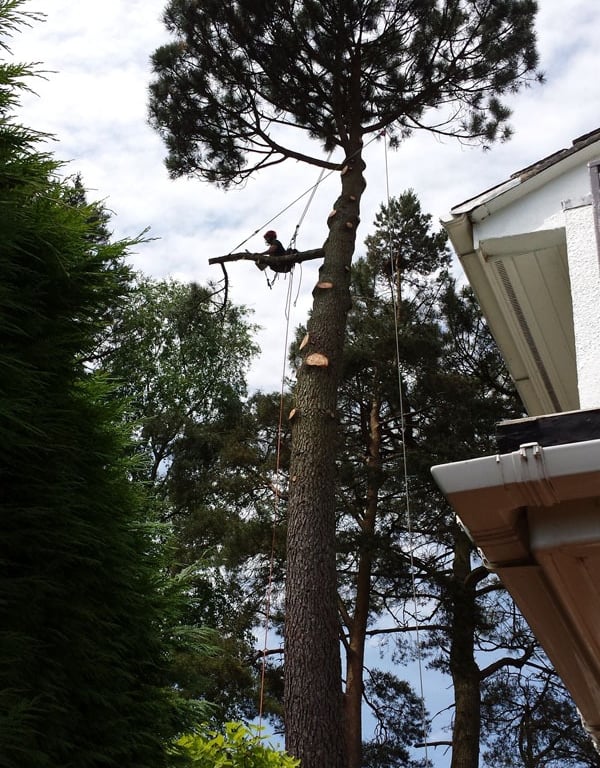 tree removed in sunderland